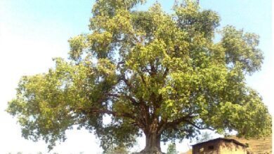 Photo of बालकथाः गुनी पिपल