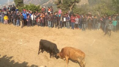 Photo of नुवाकोट अपडेटः एकै दिन सत्तरी गोरु जुधे