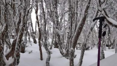 Photo of THE AIR IS SWARMING WITH WHITE