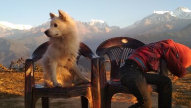 Photo of सिक्दै थिए, घुम्दै थिए निरन्तर