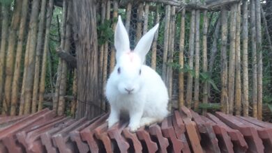 Photo of FINGERS: SOURCES OF HAPPINESS