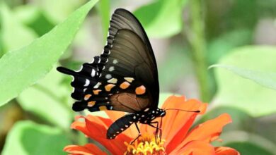 Photo of Fly, Fly, Beautiful Butterfly