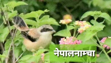 Photo of बच्चालाई खाना खुवाउने पास्नी भद्राईको काल !