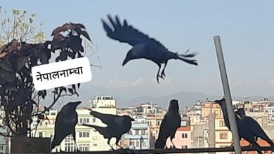 Photo of बिचरा काग-कागिनी ! सकेनन् बचाउन बचेराहरूलाई
