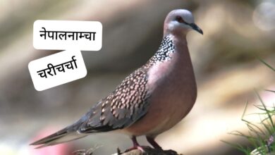 Photo of ढुकुरलाई बैगुनी बनाउने त हामी मानिस नै रहेछौं