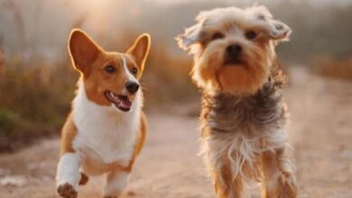 Photo of THE LITTLE DOG