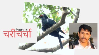 Photo of कोहो कोइली: पोथी भाग्छे फुल पारी, भाले चौकीदार