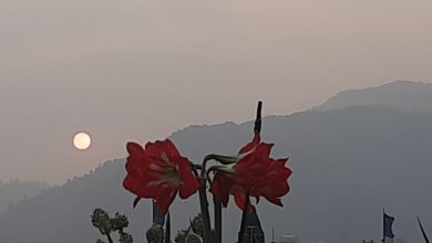 Photo of माया नै माया