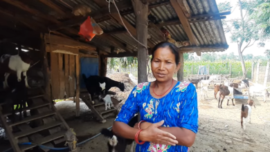 Photo of सौराहाः तपाईंको पनि सिङ छैन, बाख्राको पनि सिङ छैन, मीत लाइदिऊँ ?