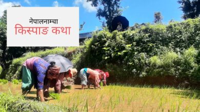 Photo of लिखा पड्कने घाममा गाउँदै रोपे, रोप्दै गाए&nbsp;&nbsp;