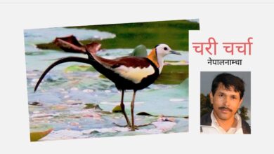 Photo of जलअप्सराः जीवन सयर जलमै हुन्छ, जलमै बित्छ रात