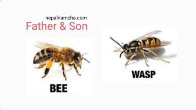 Photo of Interesting: Why bee and wasp were arguing ?