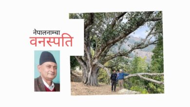 Photo of पुलुकाे पाँच पुस्ते पिपलकाे एउटा हाँगाे किन लत्रिएकाे छ ?