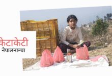 Photo of दिनमै पाँच हजारको स्ट्रबेरी बेच्ने तीन कक्षा पढ्ने सानीलाई डाक्टर होइन, डान्स टिचर बन्नु छ