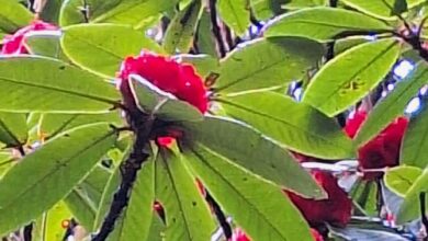 Photo of Rhododendron to all those who disappeared in April